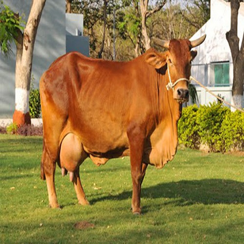 Gir Cow Products