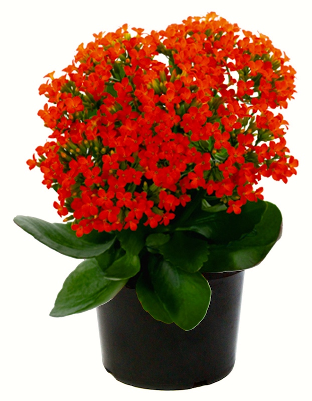 Kalanchoe