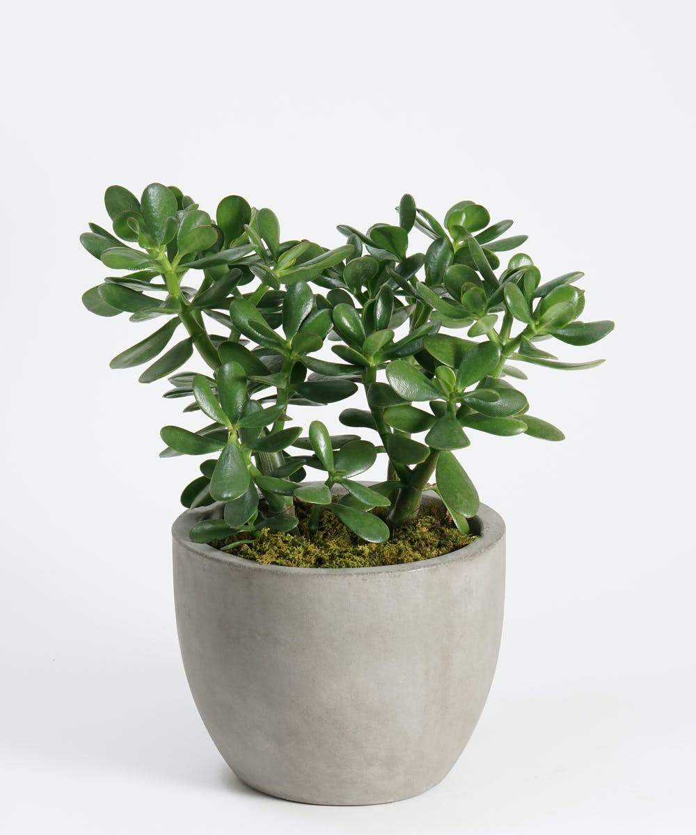 Jade Plant