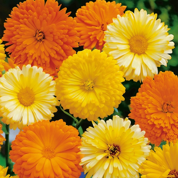 Calendula Fiesta Gitana Seeds - 50 seeds