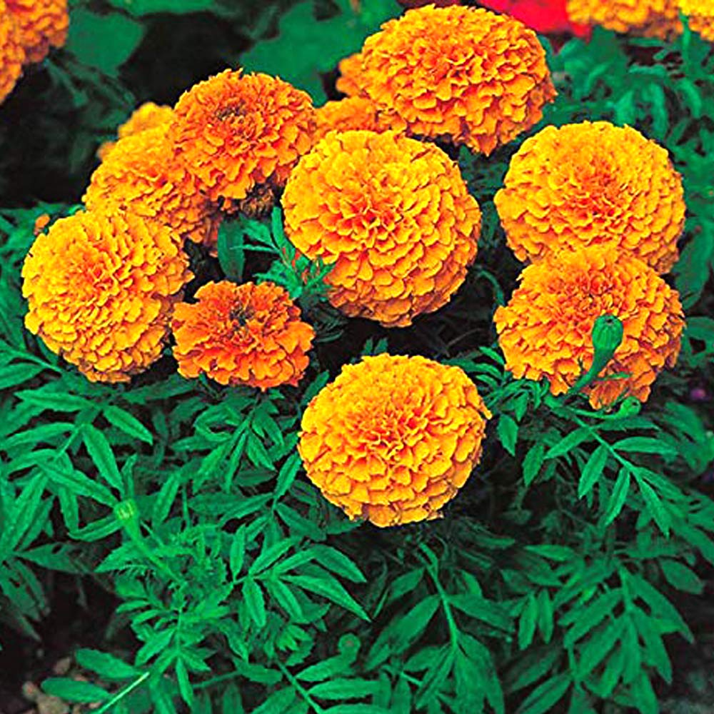 Orange Marigold - 25 seeds